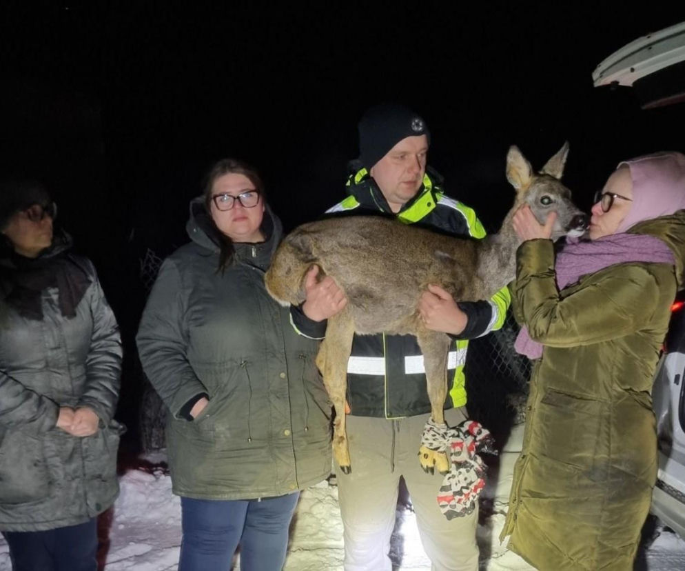 Konała w męczarniach na mrozie. Do rannej sarny przyjechali strażnicy miejscy. Po interwencji zawiadomiono policję