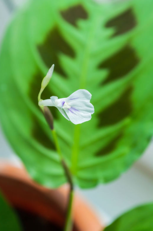 Maranta