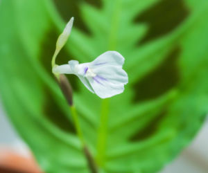 Maranta