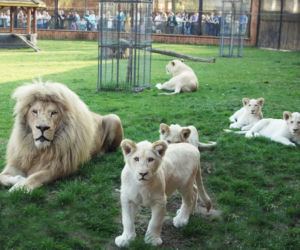 Niezapomniane przeżycia i wiele atrakcji na Dzień Dziecka w ZOO SAFARI BORYSEW