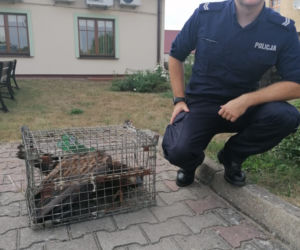 Policjanci uratowali Orła