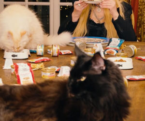 Maryla Rodowicz - koty nie przejedzą emerytury gwiazdy