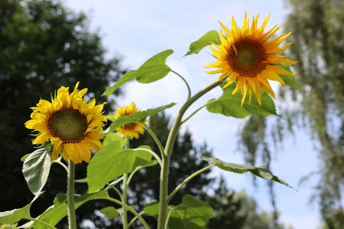 Kwitnący Ogród Botaniczny UMCS w Lublinie