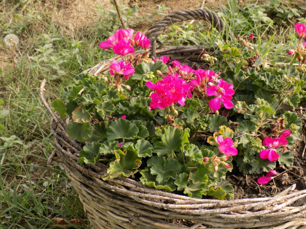 Pelargonie jesienią
