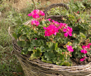 Pelargonie jesienią