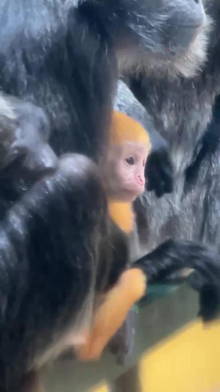 Lutung jawajski w gdańskim zoo