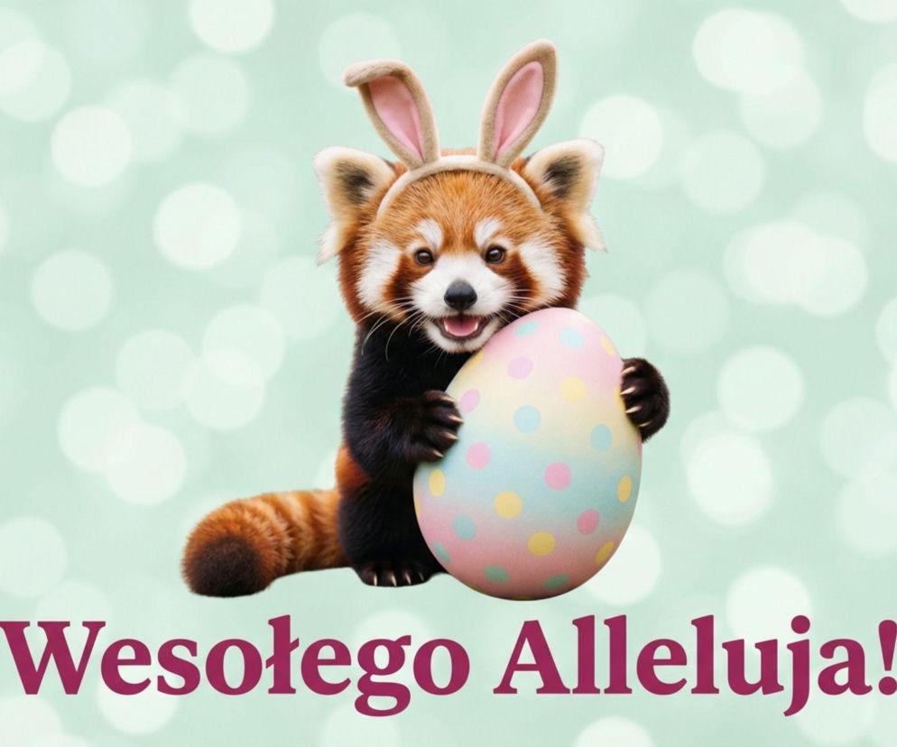 Wielkanoc2026-panda-ruda-z-pisanka
