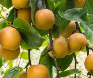 Wygląda jak jabłko, a smakuje jak soczysta gruszka. To nashi!