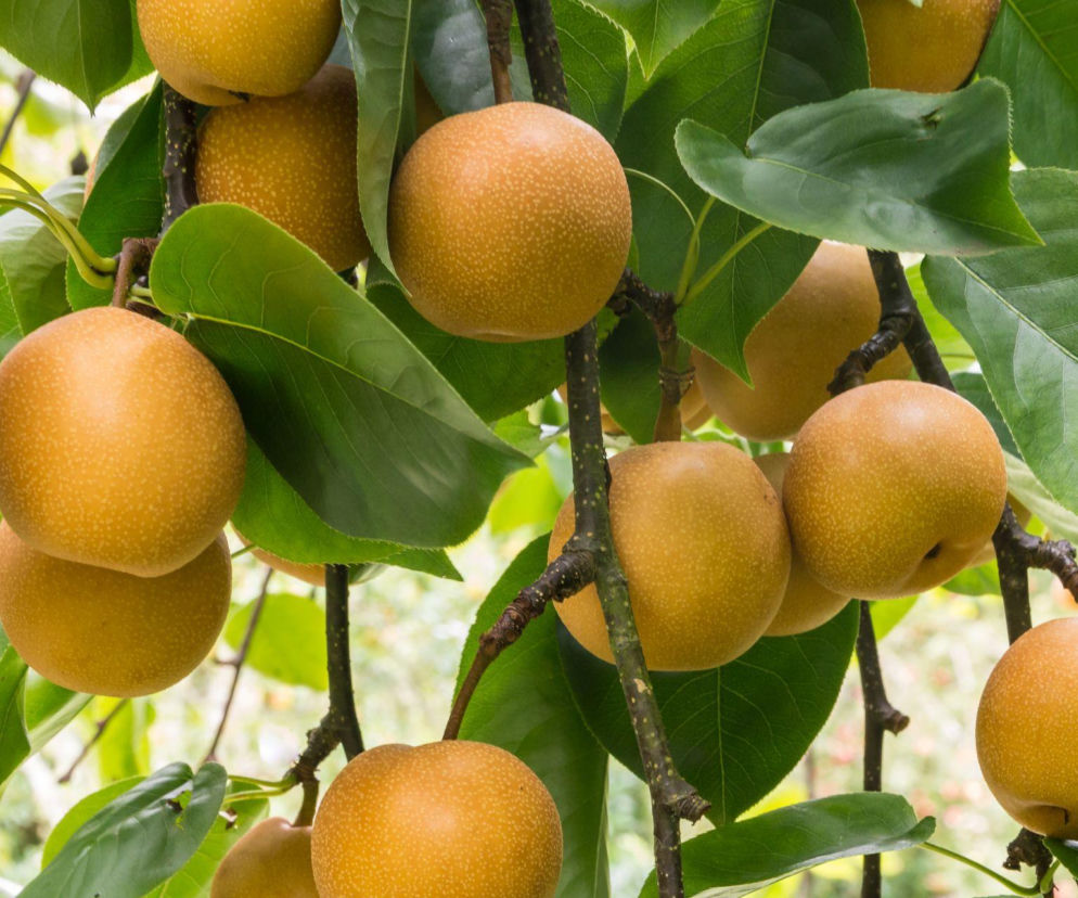 Wygląda jak jabłko, a smakuje jak soczysta gruszka. To nashi!