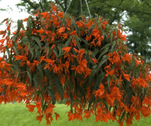 Begonia bulwiasta