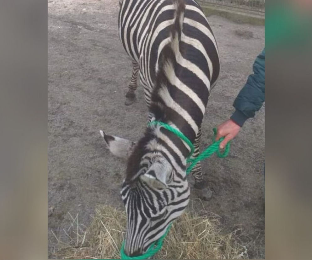 Po ulicach Wąwolnicy chodziła… ZEBRA! Skąd się tam wzięła?! NIECODZIENNY widok