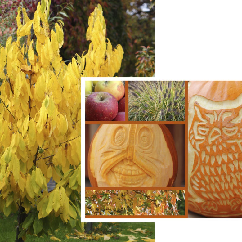 dynia halloween thinkstock.com 3
