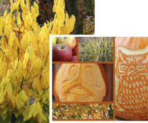 dynia halloween thinkstock.com 3