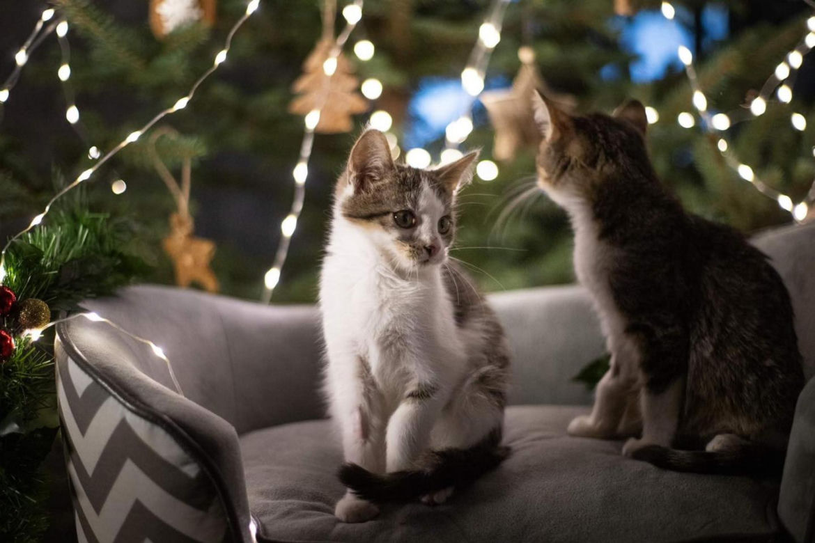 Świąteczne koty do Adopcji