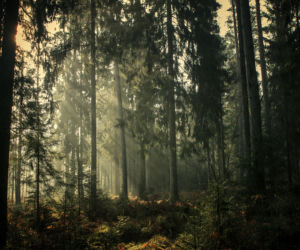 Magiczne Podlasie w obiektywie Małgorzaty Pawelczyk