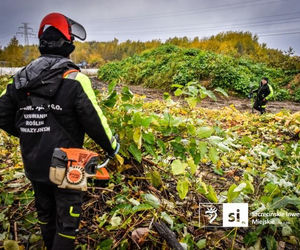 Trwa żmudna walka z ekspansywną rośliną. Usuwają zielonego intruza metr po metrze