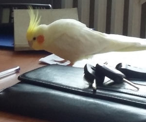 papuga.