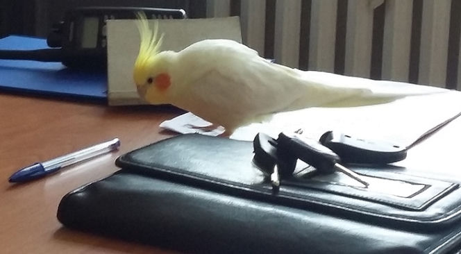 papuga.