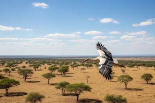 Bocian Jesion odnaleziony. Sensacyjne wieści z Afryki!