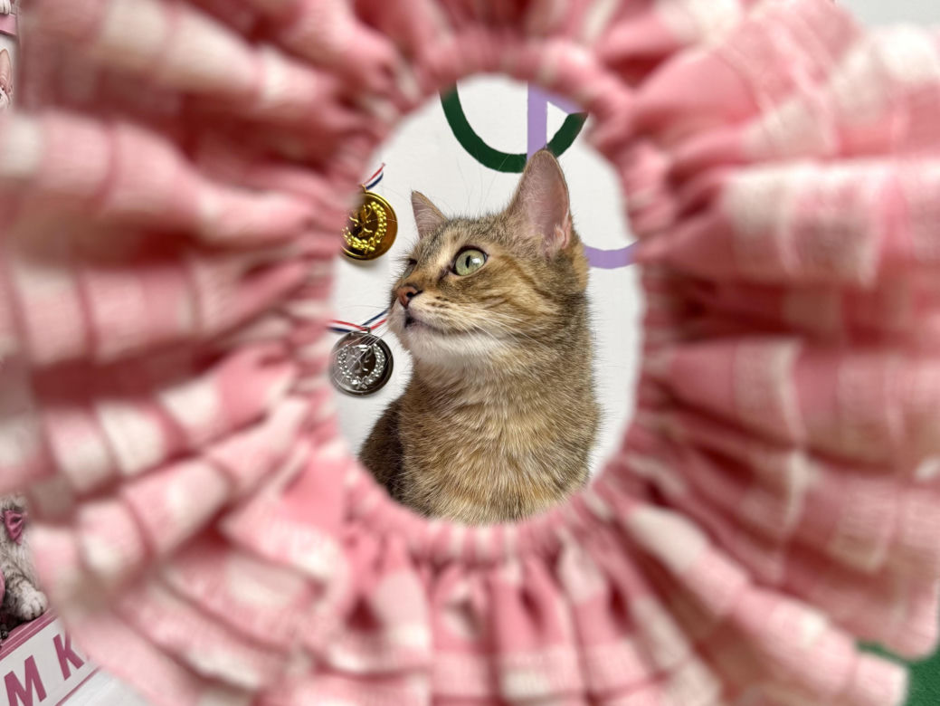 Koty z Tarnobrzega podbijają internet!