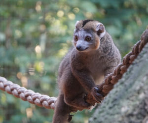 Lemury koroniaste we wrocławskim zoo