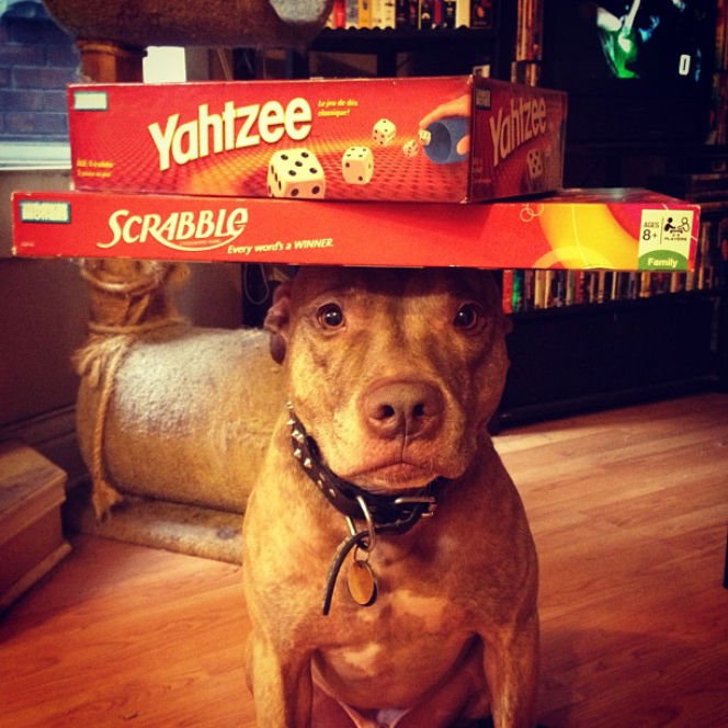 Pies Scout ze strony www.stuffonscoutshead.com (4)