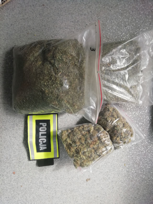 Łódzkie: Miały rosnąć pomidory, rosła MARIHUANA! 63-latek miał FABRYKĘ narkotyków 