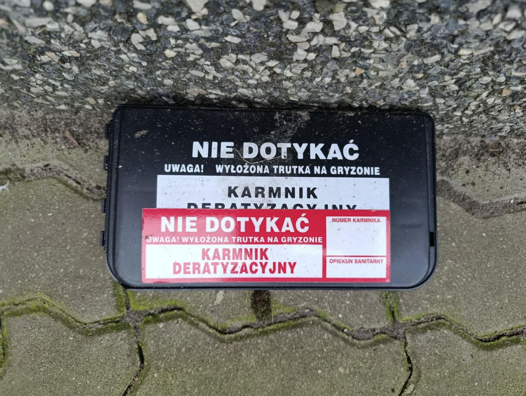  Żyją w symbiozie z gołębiami i kotami. Agresywne gryzonie opanowały blok w Warszawie