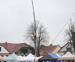 35 metrów i 80 centymetrów liczy palma, która zwyciężyła tegoroczny konkurs palm w Lipnicy Murowanej