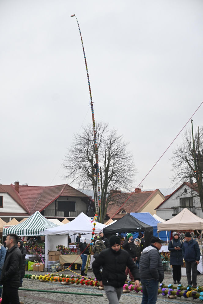 35 metrów i 80 centymetrów liczy palma, która zwyciężyła tegoroczny konkurs palm w Lipnicy Murowanej