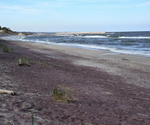Fioletowy piasek nad Bałtykiem