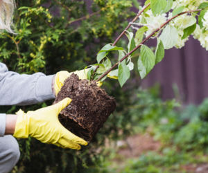 Sadzenie hortensji