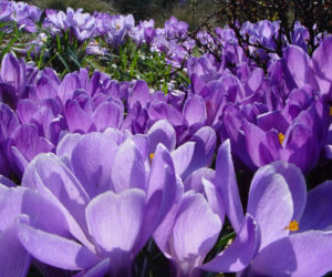 Krokus