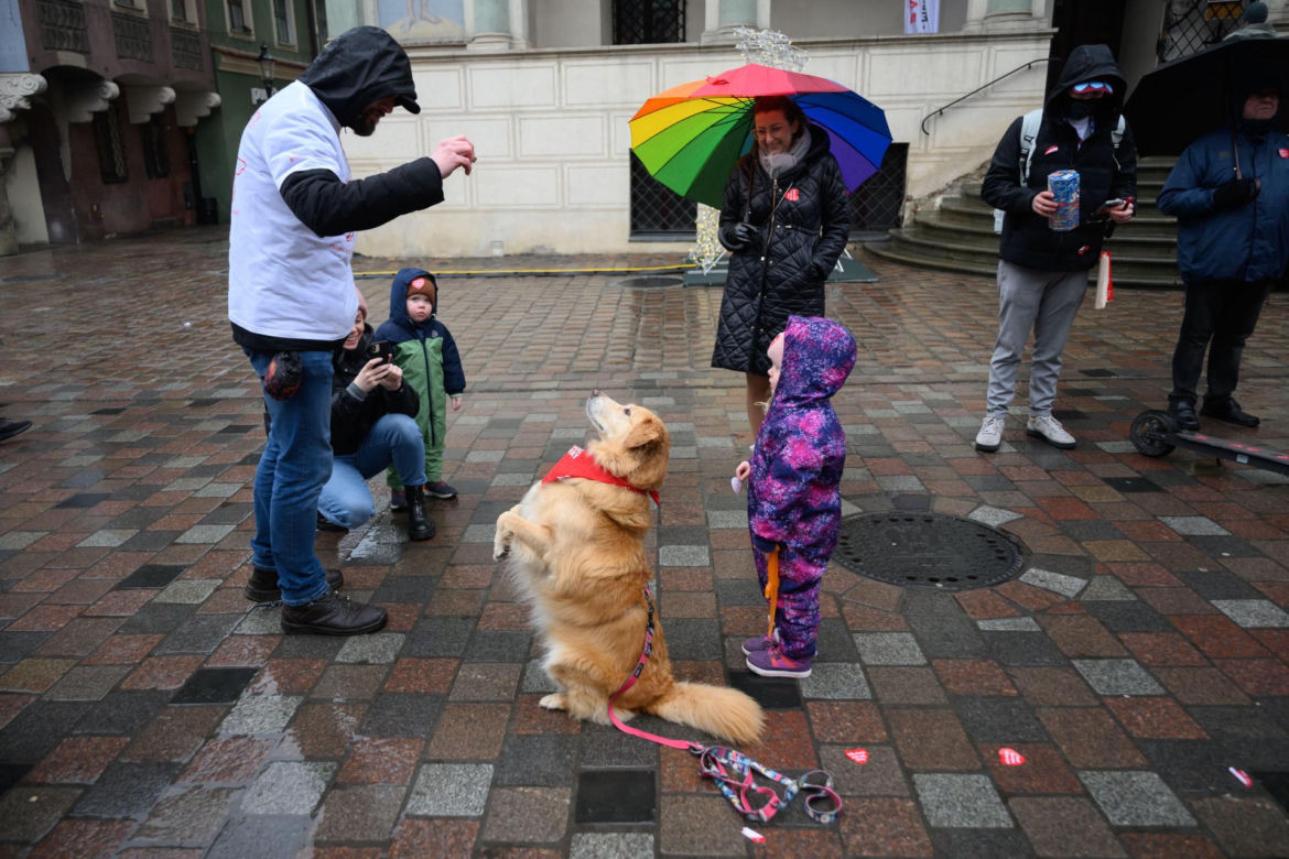 Poznań. Pokaz wyszkolenia psów z grupy „Golden Retriever WOŚP w Poznaniu” podczas 33. Finału Wielkiej Orkiestry Świątecznej Pomocy