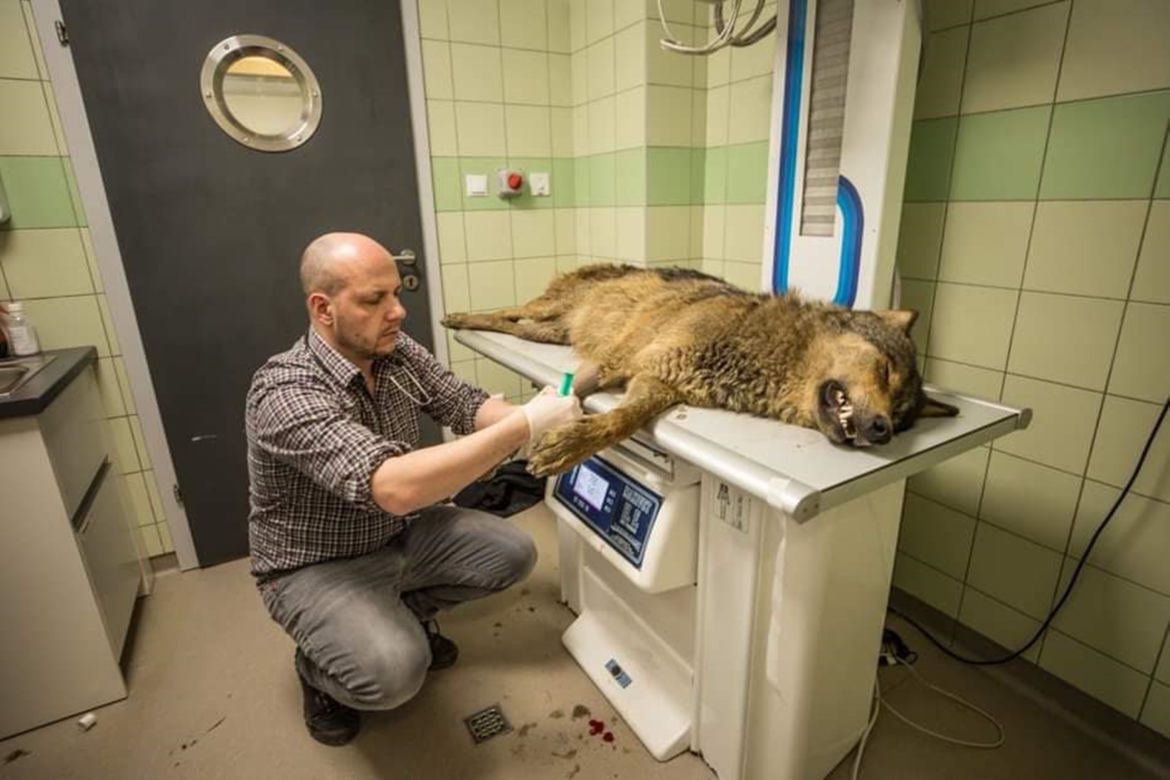 W przemyskiej lecznicy ratowali wilka [ZDJĘCIA]