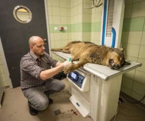 W przemyskiej lecznicy ratowali wilka [ZDJĘCIA]