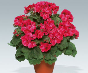 pelargonia