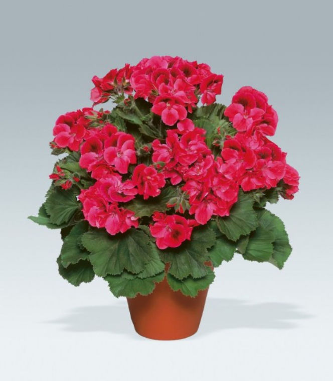Pelargonie angielskie