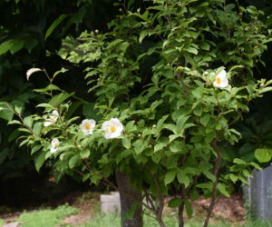 Stewarcja kameliowata