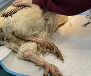 Biopsja koguta Zdzicha
