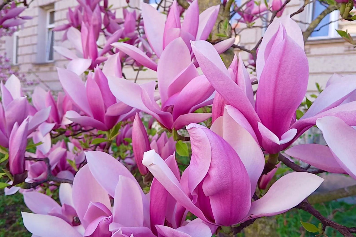 Magnolie w Szczecinie