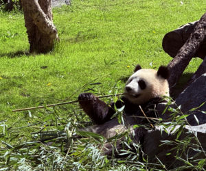 Pandy ZOO Berlin