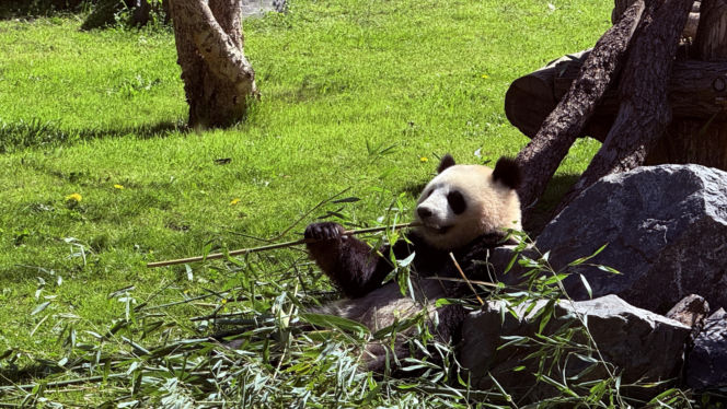 Pandy ZOO Berlin
