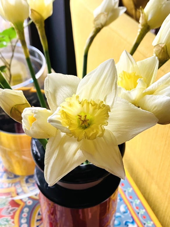 Narcyzy (Narcissus)
