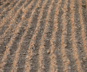 Nie tyko kwiecień plecień. Tak przepowiadały przyszłość nasze babki! Te kwietniowe przysłowia mogą zaskoczyć