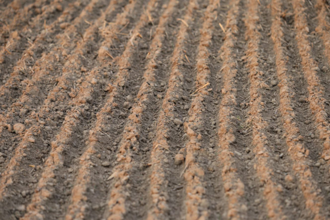 Nie tyko "kwiecień plecień". Tak przepowiadały przyszłość nasze babki! Te kwietniowe przysłowia mogą zaskoczyć