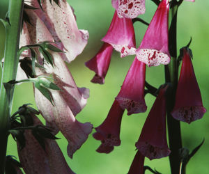Naparstnica purpurowa