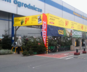 Choinki Castorama