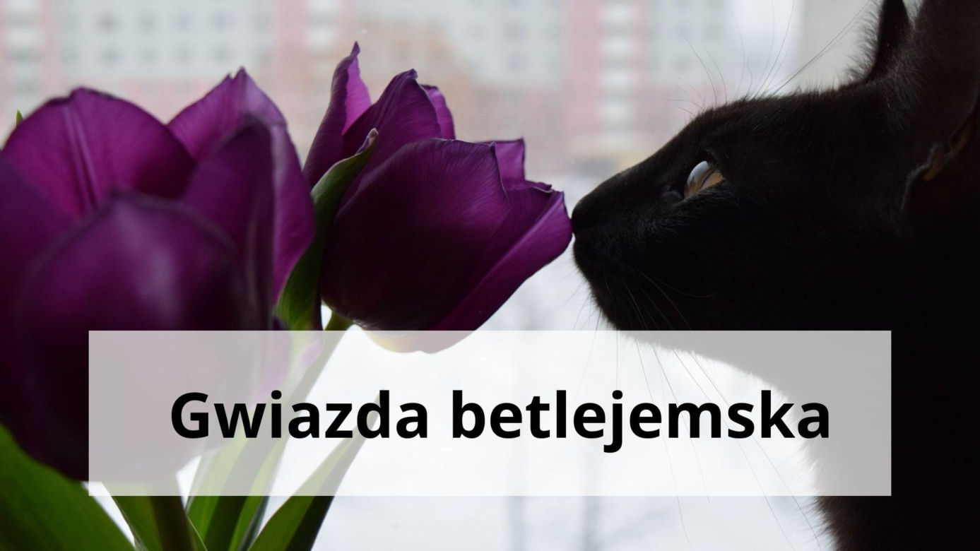Te rośliny są trujące dla kotów. Masz je w domu? To niebezpieczne 