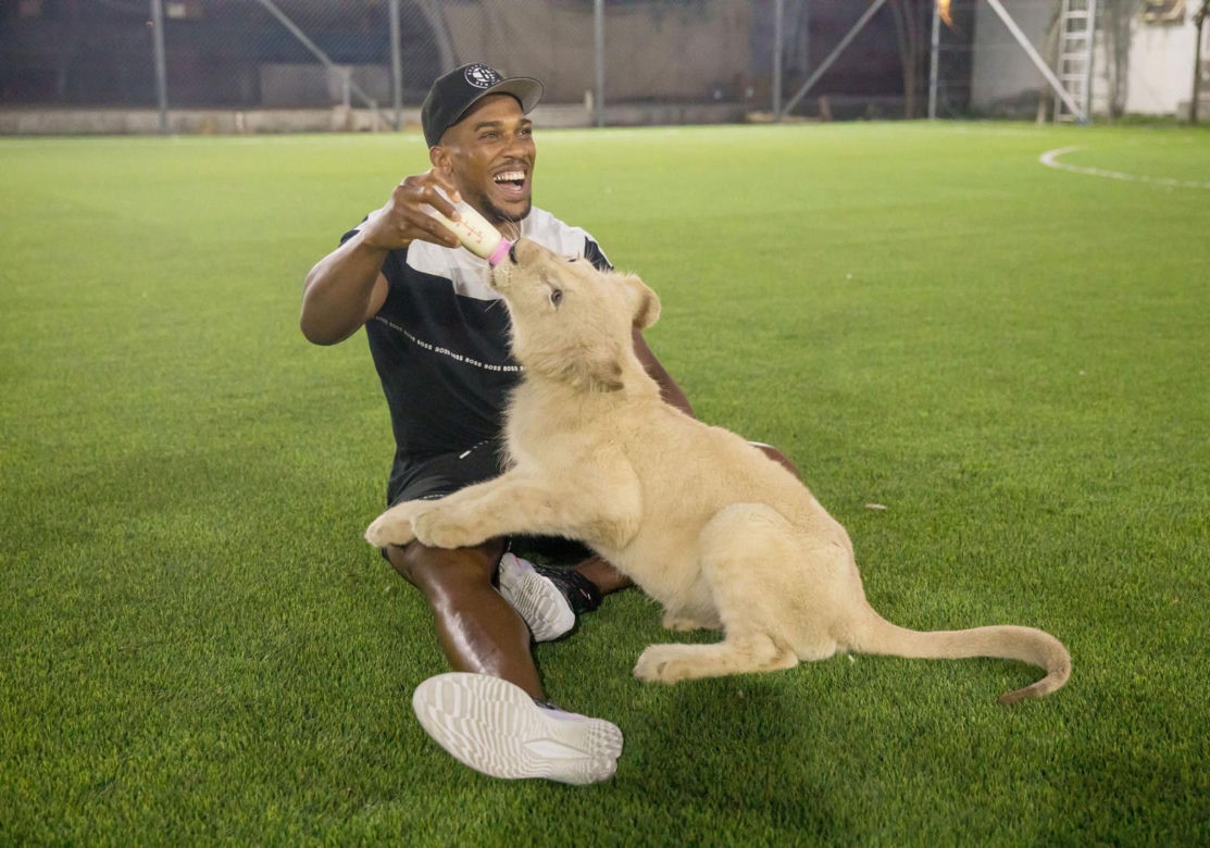 Anthony Joshua siłował się z prawdziwą bestią. Zwierzę, o którym mogliście nie mieć pojęcia